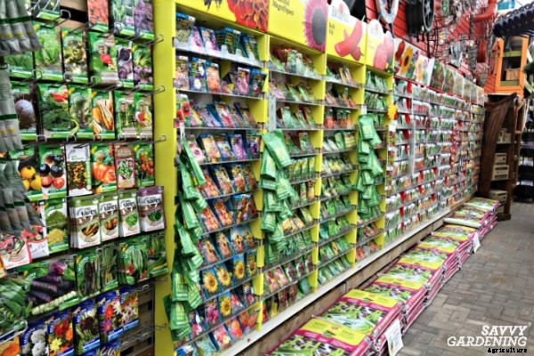 The best herbs to start from seed for garden beds and containers