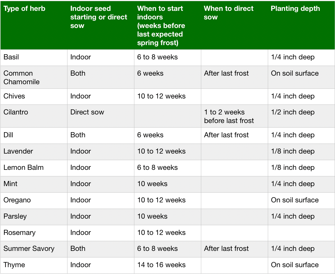 The best herbs to start from seed for garden beds and containers