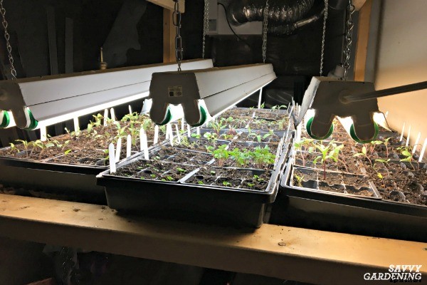 The best herbs to start from seed for garden beds and containers