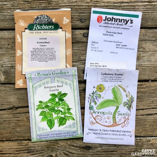 The best herbs to start from seed for garden beds and containers