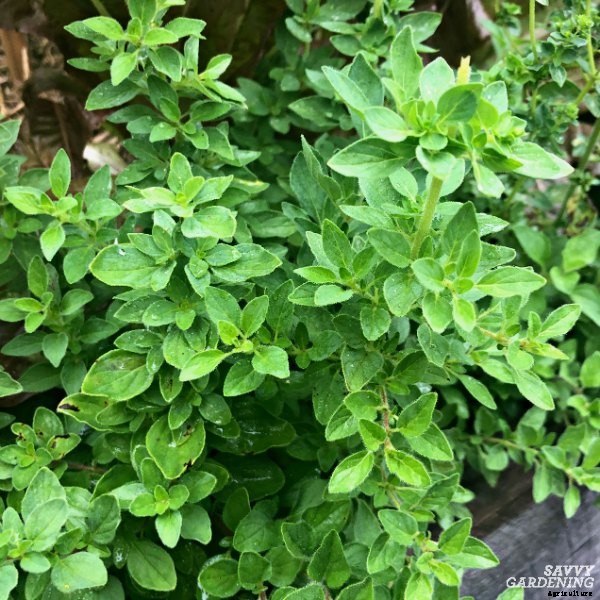 The best herbs to start from seed for garden beds and containers