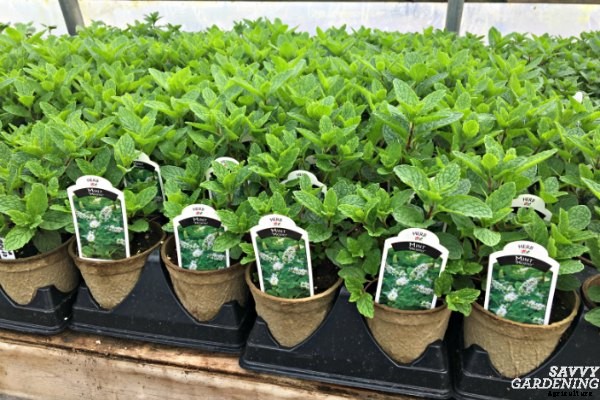 The best herbs to start from seed for garden beds and containers