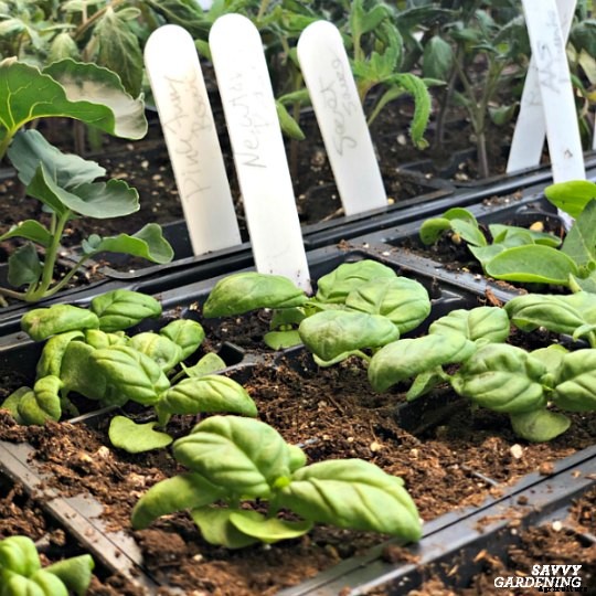 The best herbs to start from seed for garden beds and containers