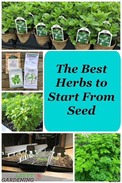 The best herbs to start from seed for garden beds and containers