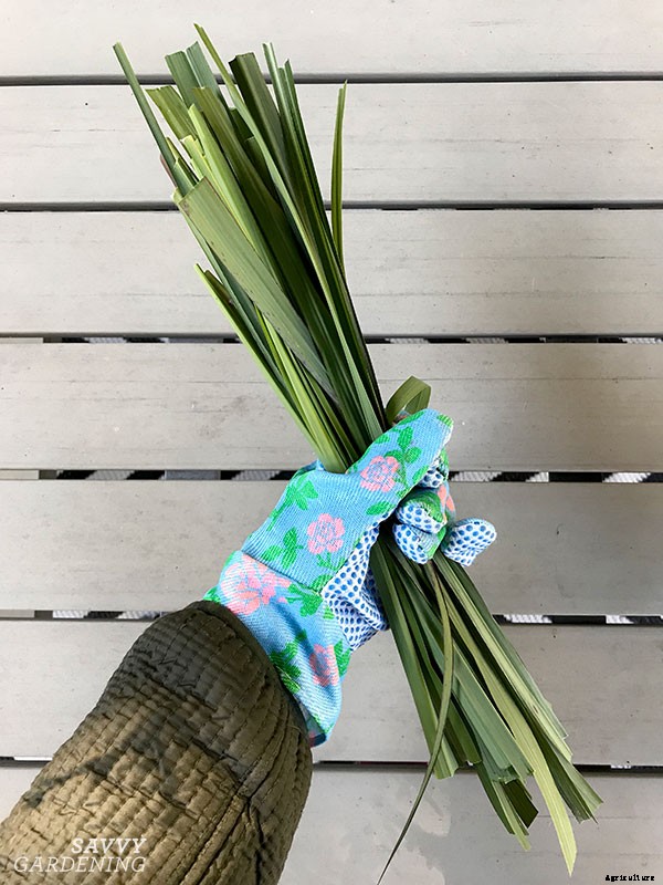 How to harvest lemongrass for recipes and herbal tea