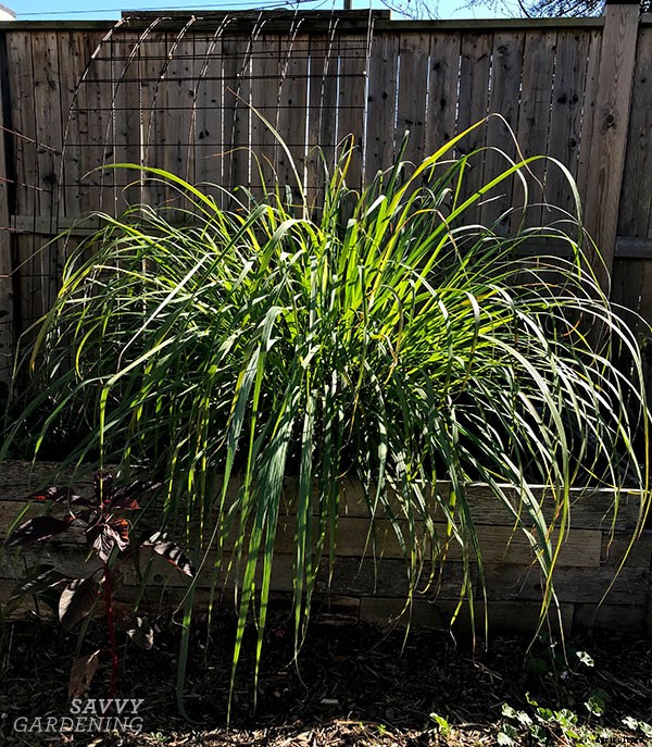 How to harvest lemongrass for recipes and herbal tea