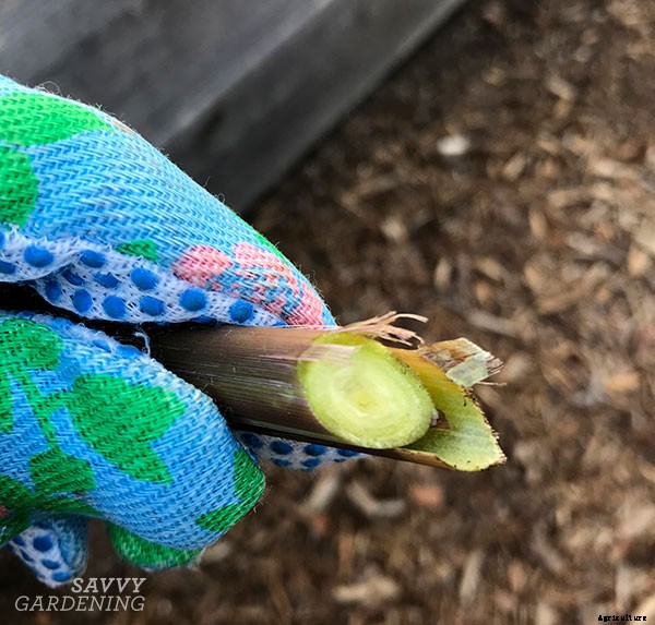How to harvest lemongrass for recipes and herbal tea