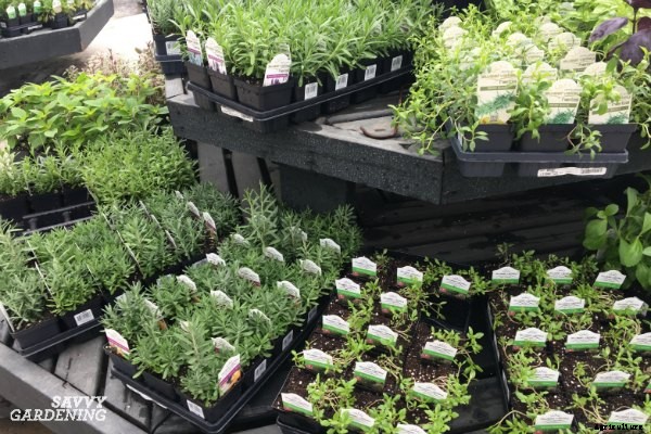 10 Herbs to plant in fall – in gardens and containers