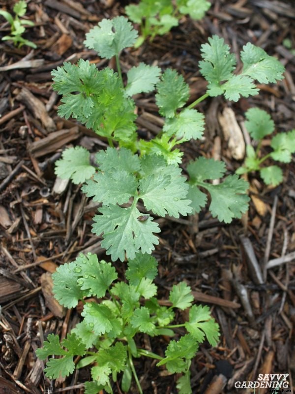 10 Herbs to plant in fall – in gardens and containers