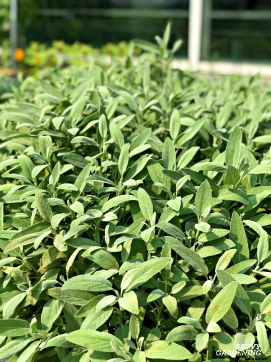 10 Herbs to plant in fall – in gardens and containers