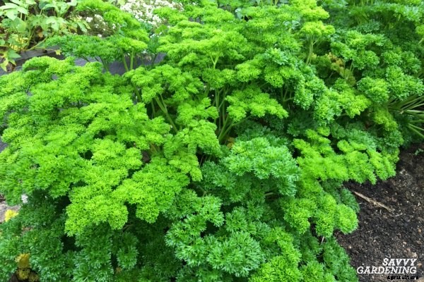 10 Herbs to plant in fall – in gardens and containers