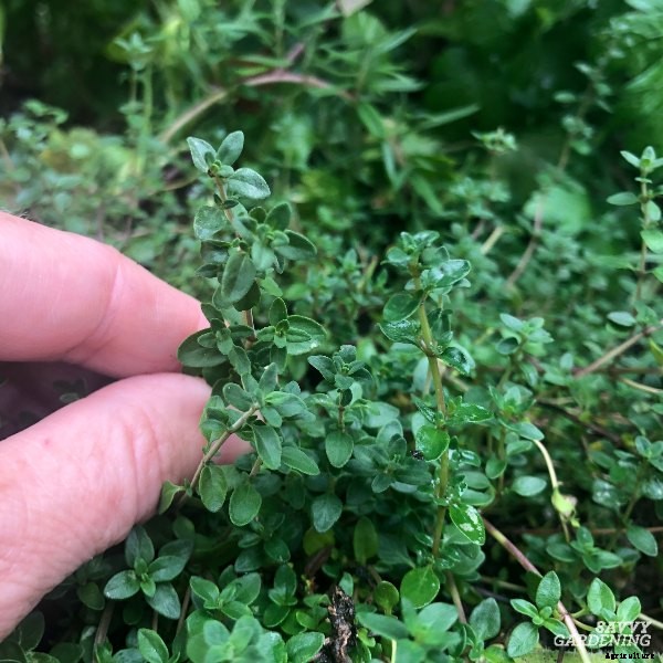 10 Herbs to plant in fall – in gardens and containers