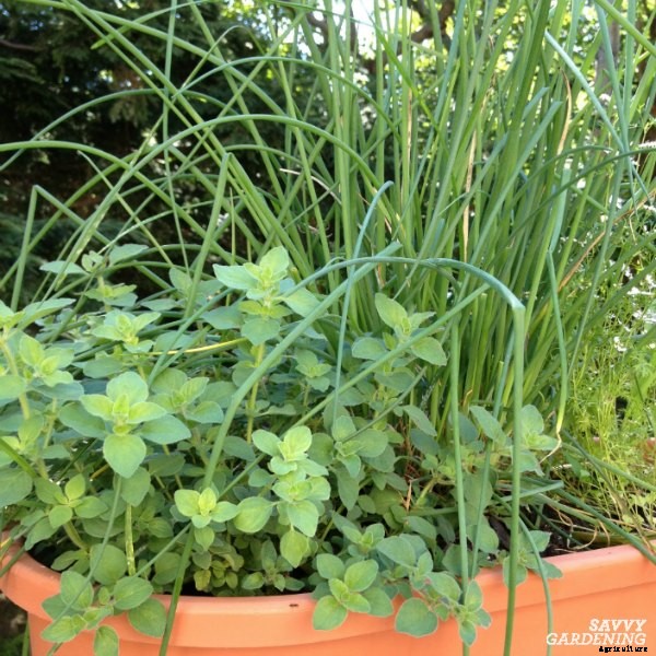 10 Herbs to plant in fall – in gardens and containers