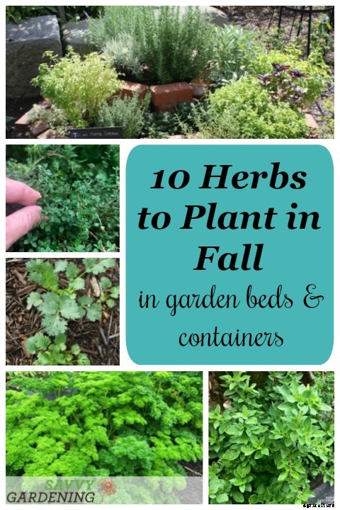 10 Herbs to plant in fall – in gardens and containers