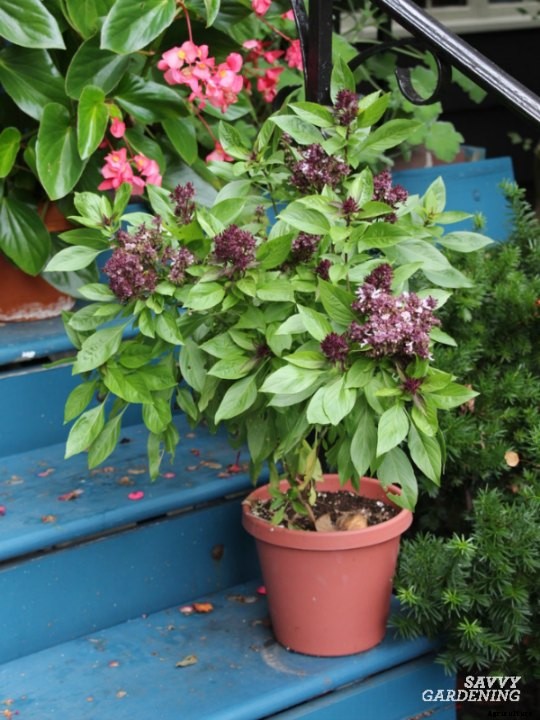 Types of basil to grow in your garden and containers