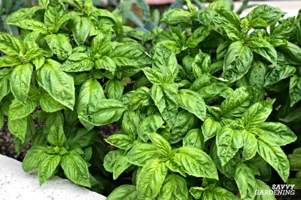 Types of basil to grow in your garden and containers