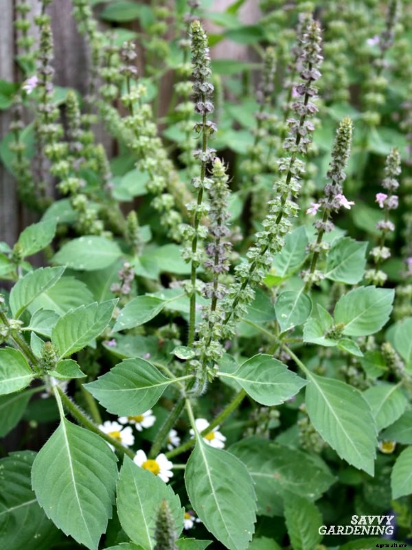 Types of basil to grow in your garden and containers