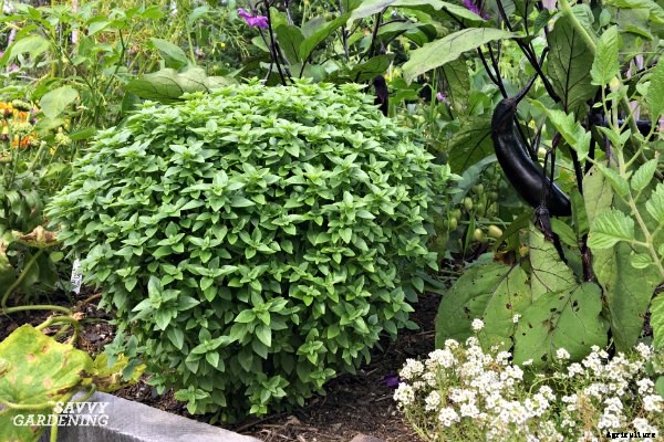 Types of basil to grow in your garden and containers