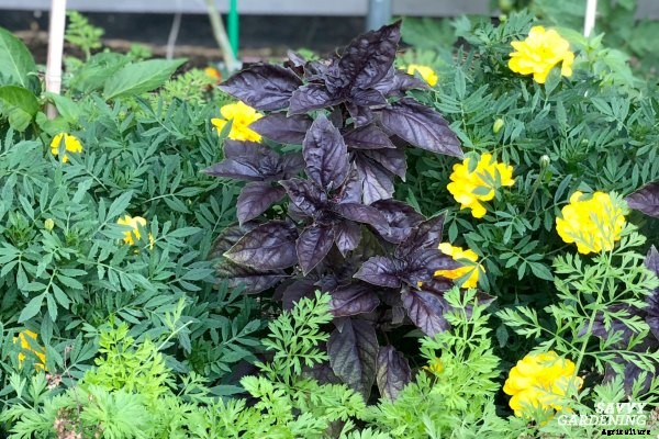 Types of basil to grow in your garden and containers