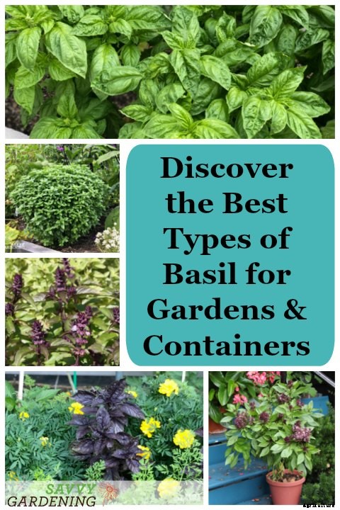 Types of basil to grow in your garden and containers