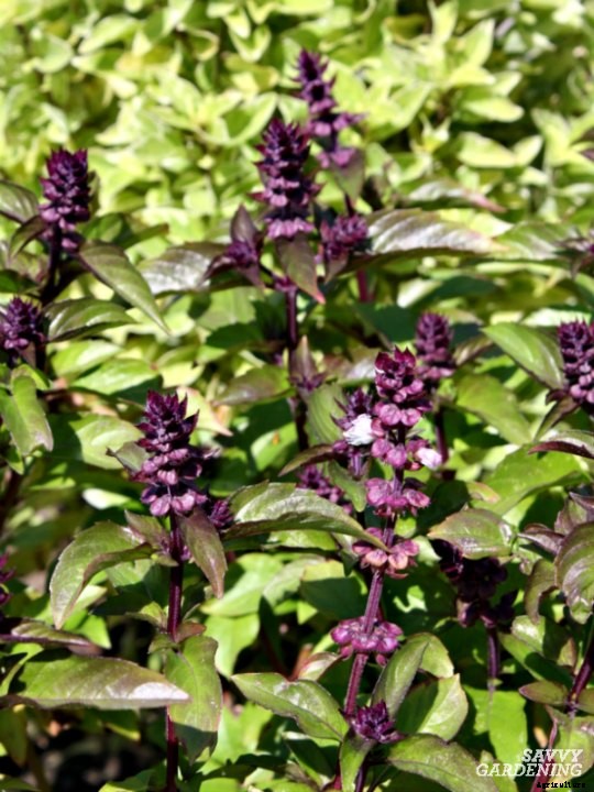 Types of basil to grow in your garden and containers