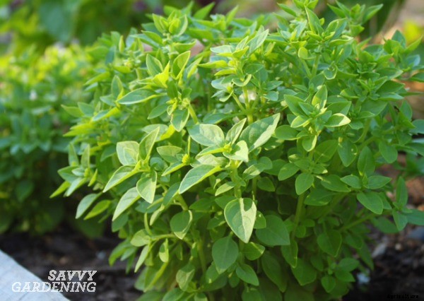 Growing great basil