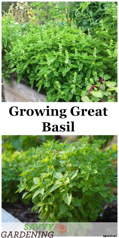Growing great basil