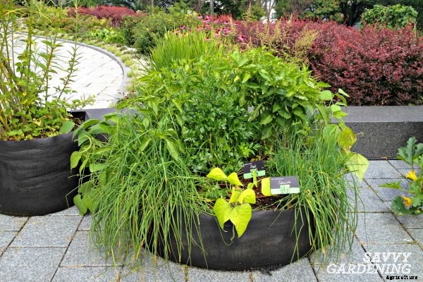 Growing a Culinary Herb Garden