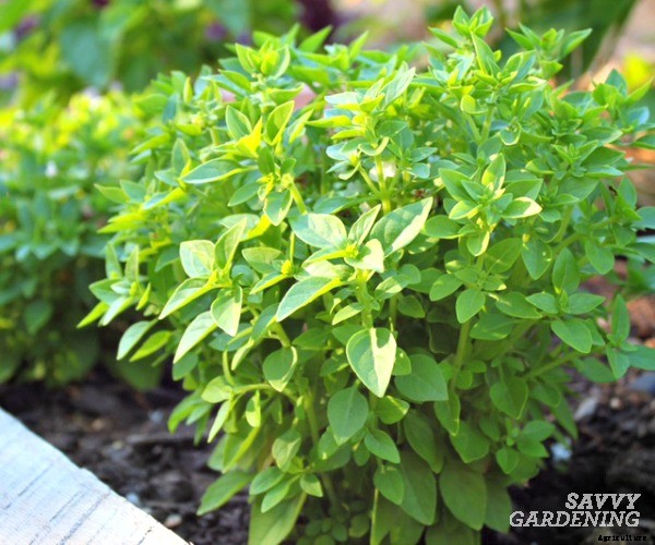 Growing a Culinary Herb Garden