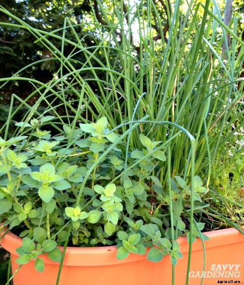Growing a Culinary Herb Garden