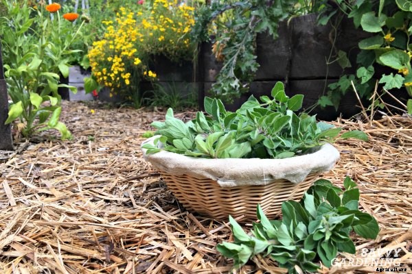 Growing a Culinary Herb Garden
