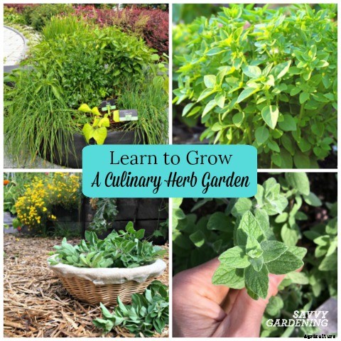 Growing a Culinary Herb Garden