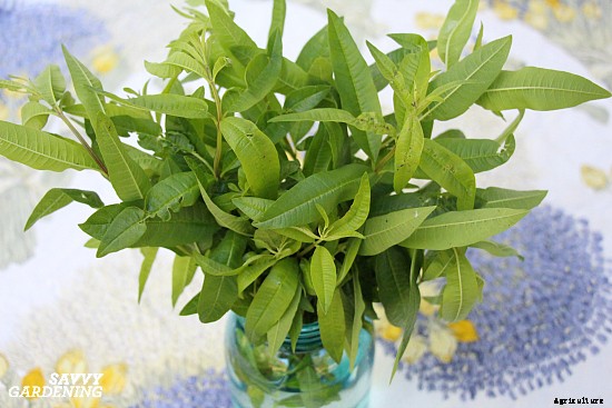 Planting a spring herb garden for homegrown herbal teas