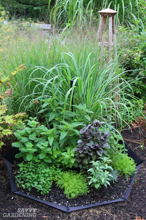Planting a spring herb garden for homegrown herbal teas