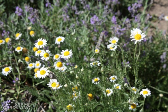 Planting a spring herb garden for homegrown herbal teas