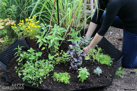 Planting a spring herb garden for homegrown herbal teas