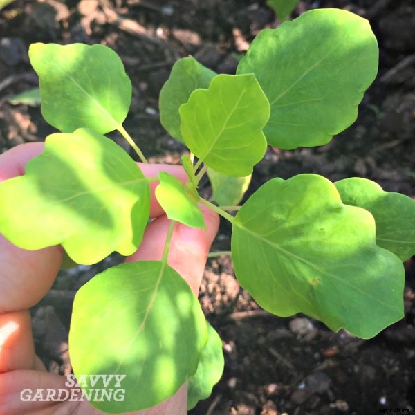 Papalo: get to know this Mexican herb