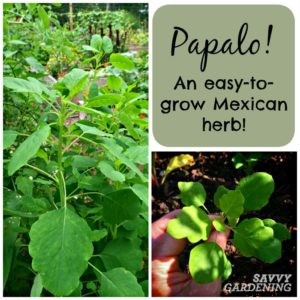 Papalo: get to know this Mexican herb