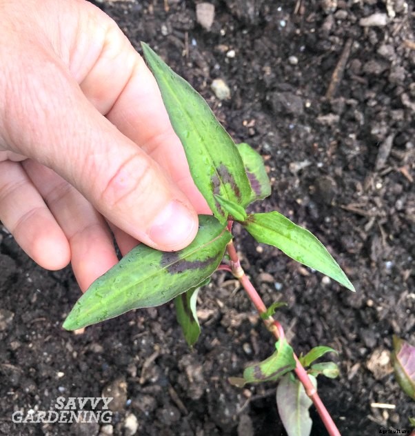 Get to know Vietnamese coriander