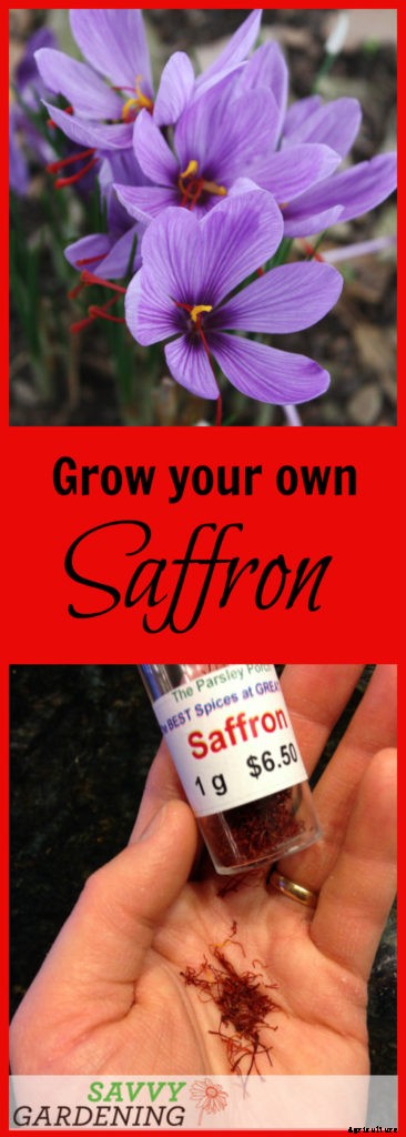 Saffron crocus: A spice worth growing