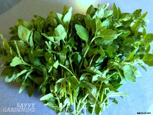 Drying oregano: Step-by-step instructions
