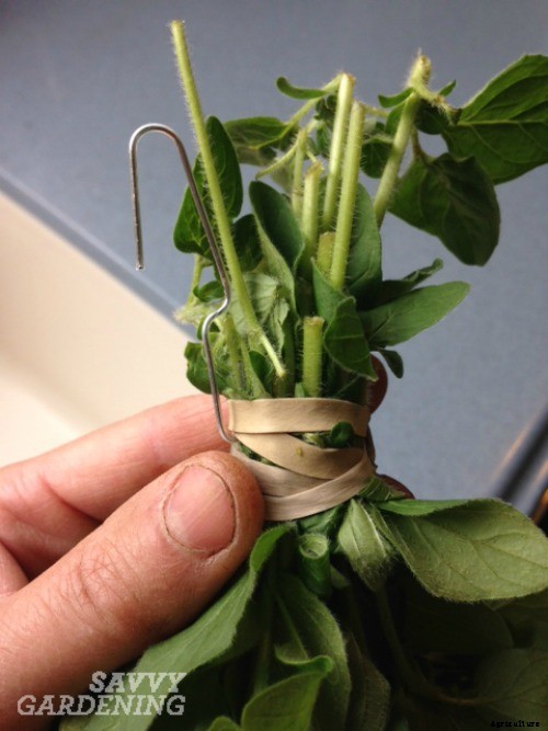 Drying oregano: Step-by-step instructions