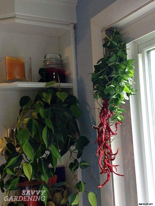 Drying oregano: Step-by-step instructions