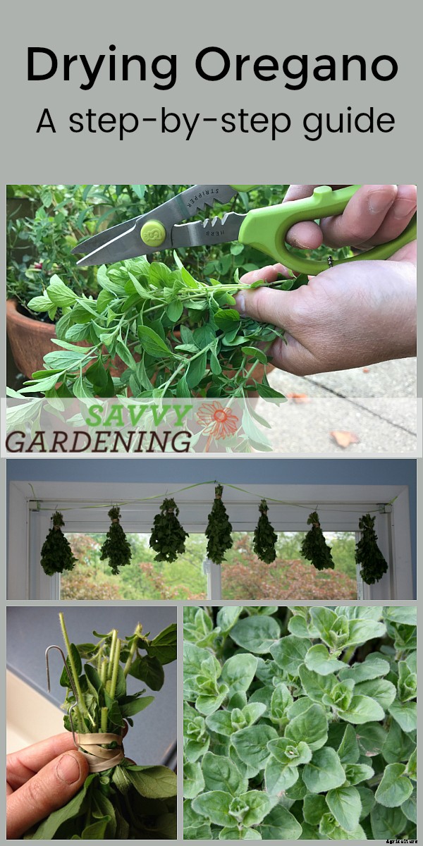Drying oregano: Step-by-step instructions