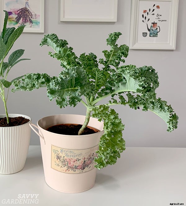 How to grow kale indoors: Harvest fresh leaves without stepping foot outside