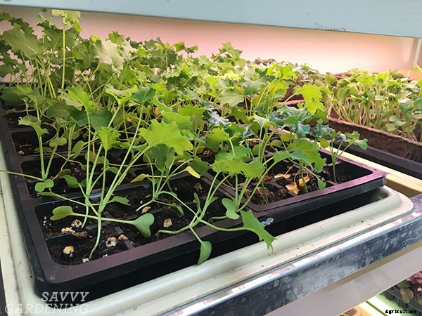How to grow kale indoors: Harvest fresh leaves without stepping foot outside