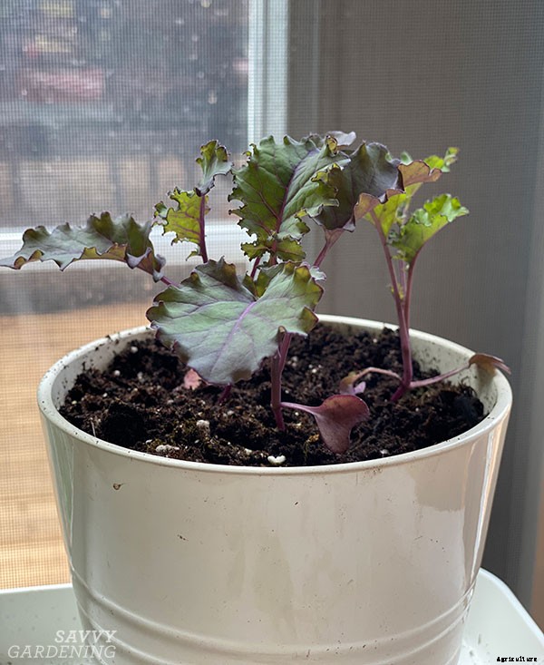 How to grow kale indoors: Harvest fresh leaves without stepping foot outside