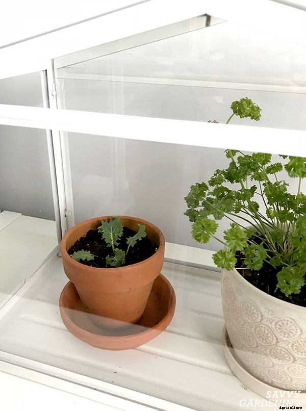 How to grow kale indoors: Harvest fresh leaves without stepping foot outside