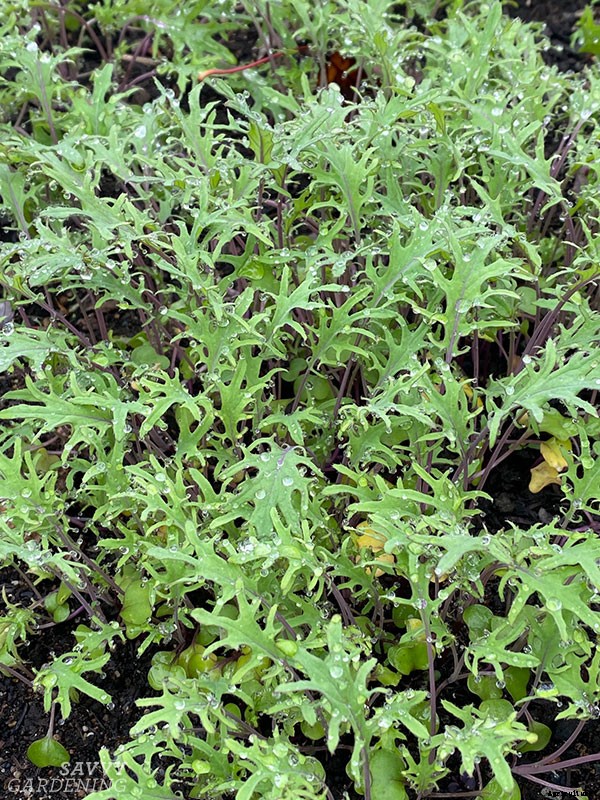 How to grow kale indoors: Harvest fresh leaves without stepping foot outside