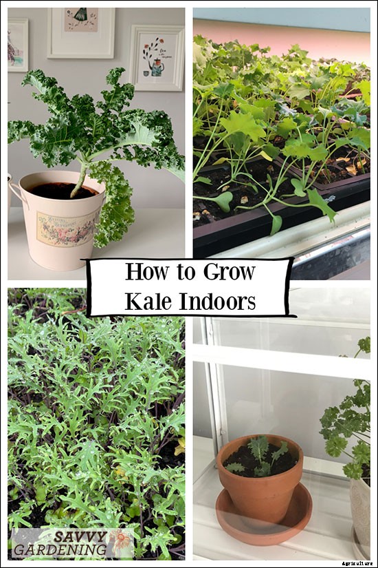 How to grow kale indoors: Harvest fresh leaves without stepping foot outside